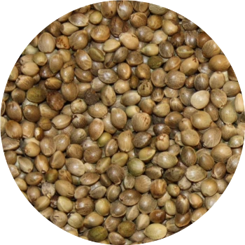 Vivani Maples 5kg 3 Vivani Maples 5kg