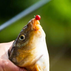 Fjuka 2in1 Fatboys 10mm 195gr Red -Winkel Voor Visartikelen 578ab09366f5b239