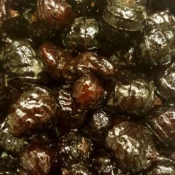 Tijgernoten Zwart Xxl